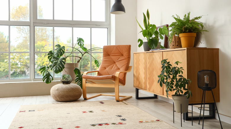 room with several houseplants