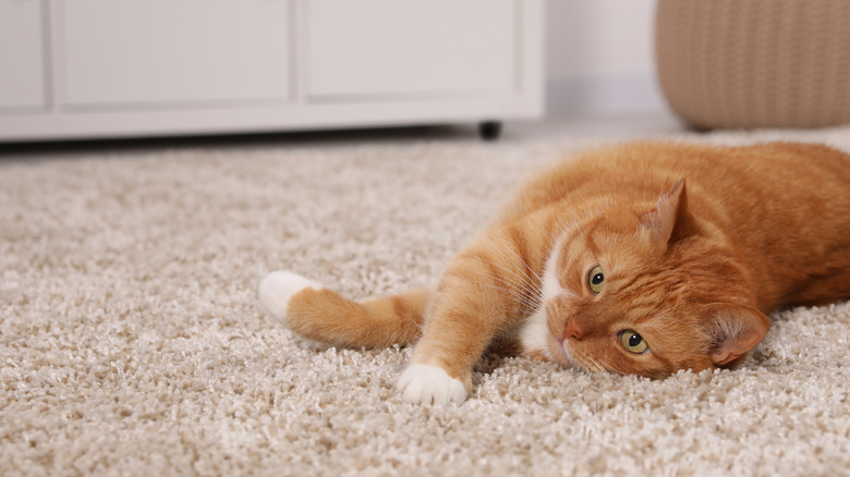 A cat lying on a deep carpet