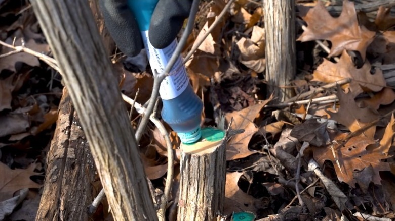 A parks employee demonstrates painting an herbicide onto a freshly cut Japanese honeysuckle stem.