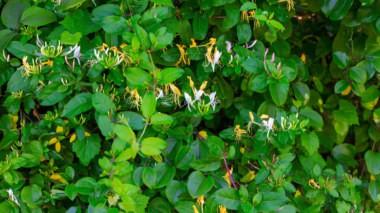 A thick growth of Japanese honeysuckle, with bright green leaves and yellow and white trumpet-shaped flowers.
