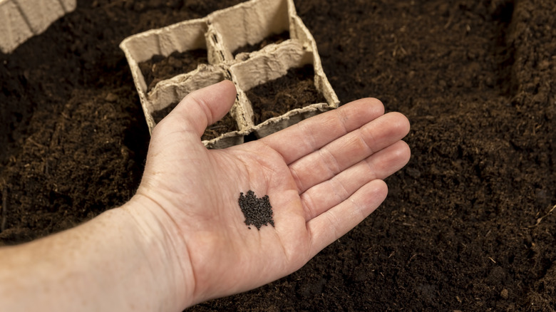 Hand holding basil seeds over potting mix