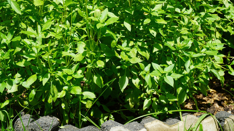 Basil growing in a garden and receiving sunlight