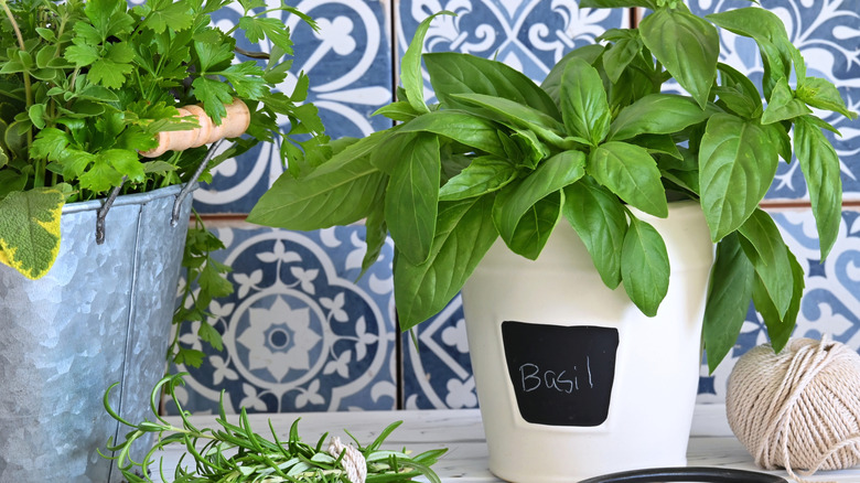 A potted basil plant on a kitchen counter