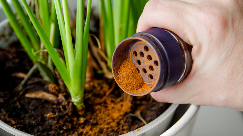 A person sprinkles powdered cinnamon on the soil of a house plant.