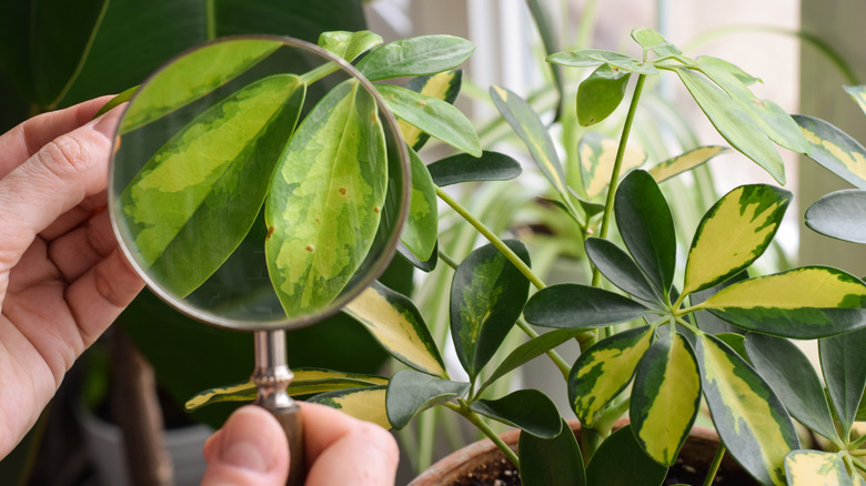 A person uses a magnifying glass to examine an indoor plant's leaves for signs of disease.