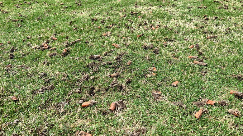 Soil plugs on top of lawn after core aeration