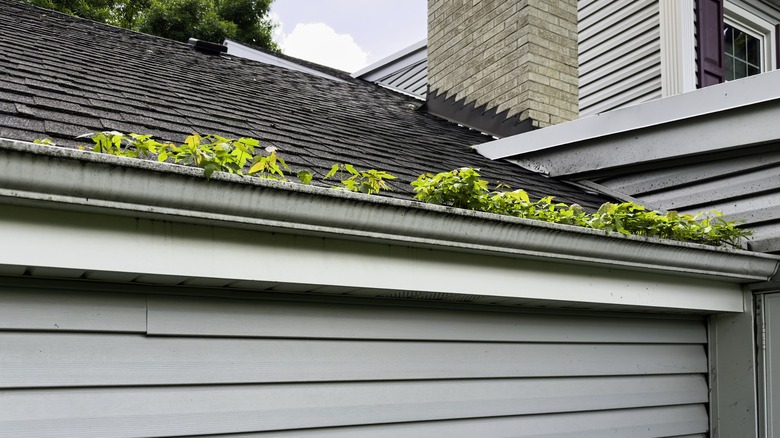 Maple tree saplings growing out of a clogged gutter