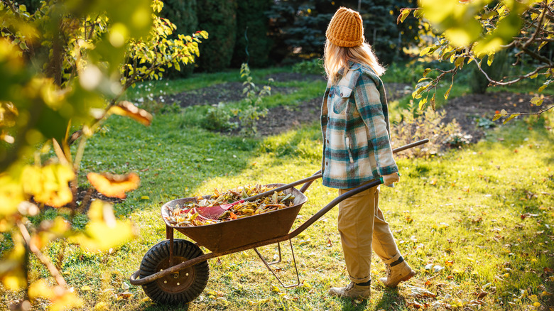 Woman looking across a lawn, with fall leaves in a wheelbarrow