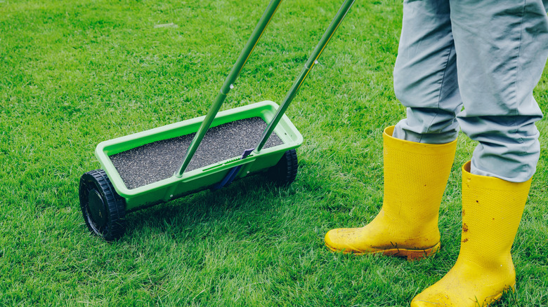 Person applying fertilizer to a lawn