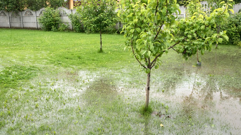 Standing water on a lawn with young trees