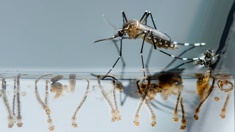 Mosquito larvae and a newly emerged adult