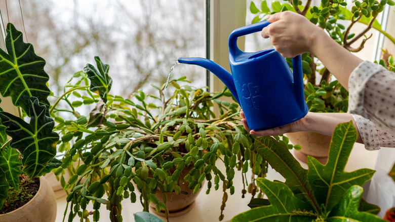 A woman holds a blue water can over a Christmas cactus without blooms in a windowsill.