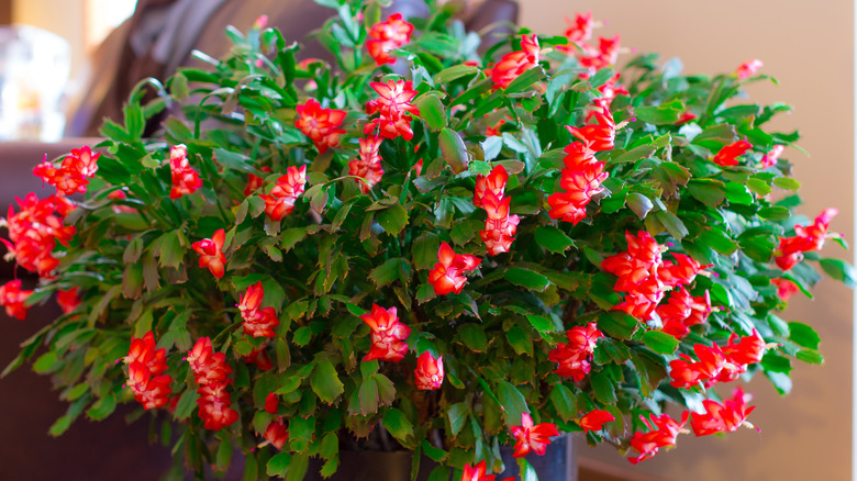 Christmas cactus in full bloom with red flowers.