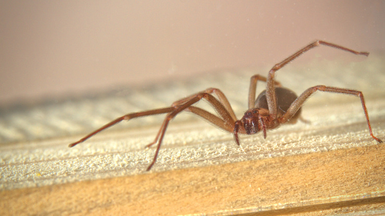 Brown recluse spider walking on a wooden board