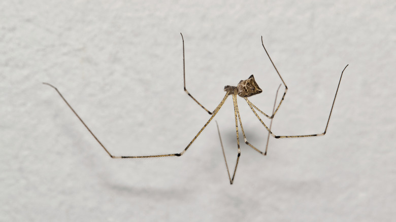 Cellar spider in a web against a white wall