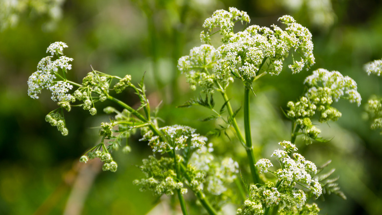 closeup of water hemlock plant