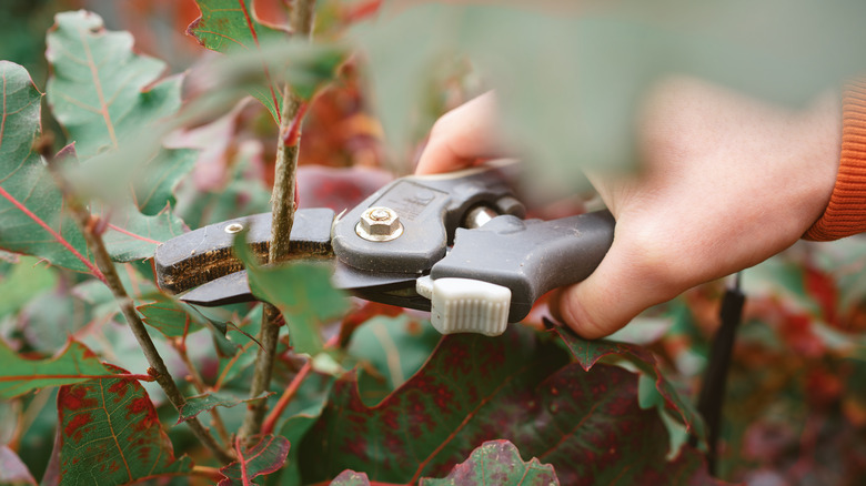 pruning an oak tree up close