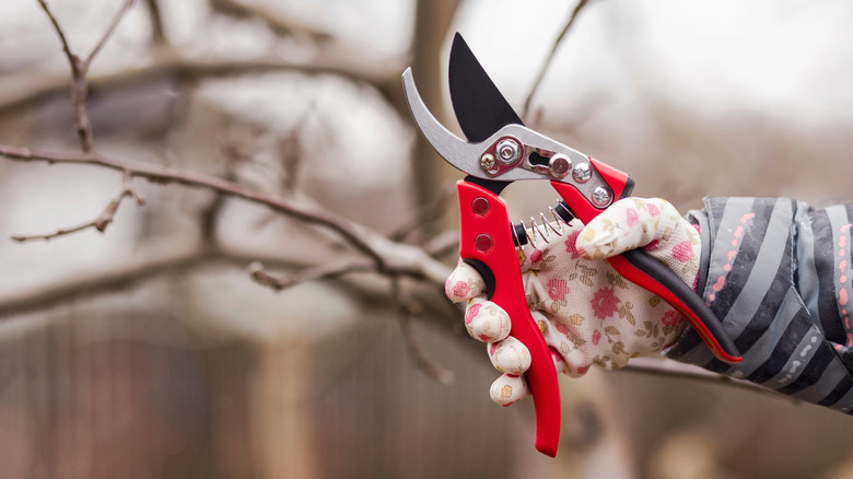 oak tree turning colors in fall in a yard