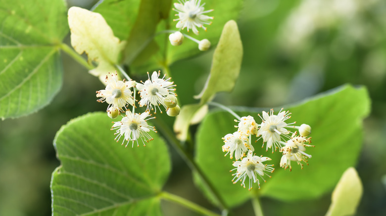 Blossoming American linden tree