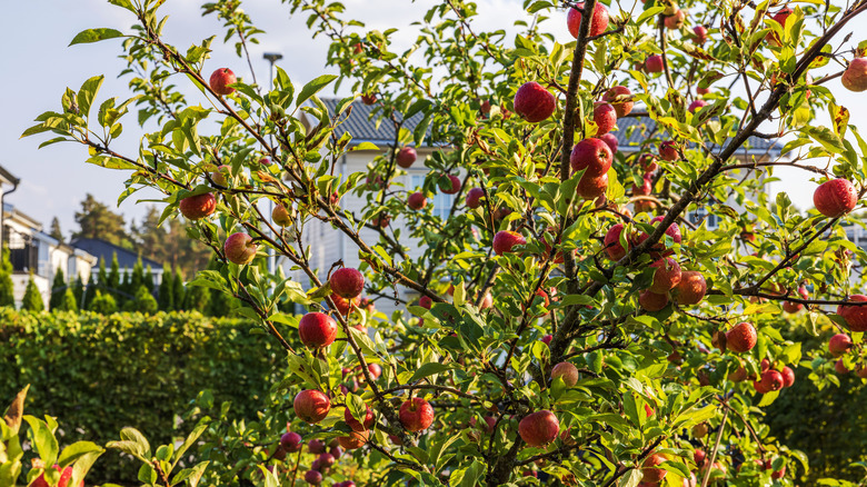 Apple tree loaded with fruit