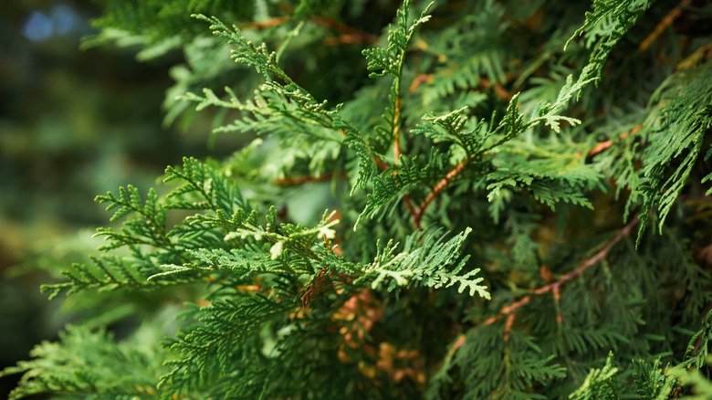 Arborvitae branches