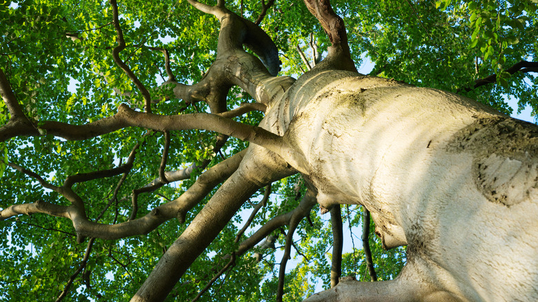 Large beech tree growing in woods