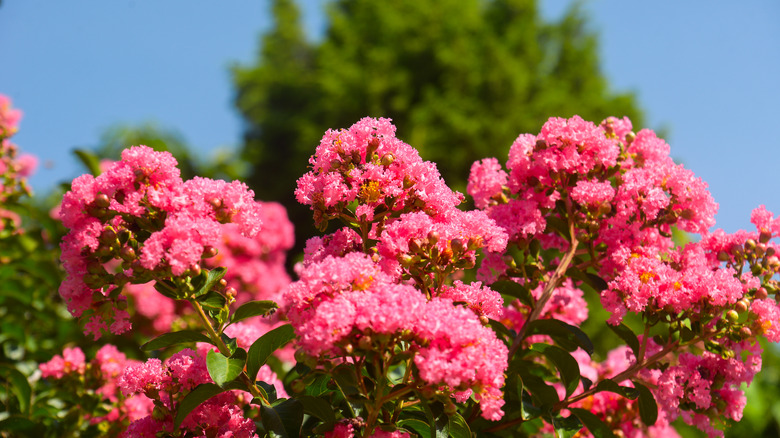 Summer blossom of crape myrtle