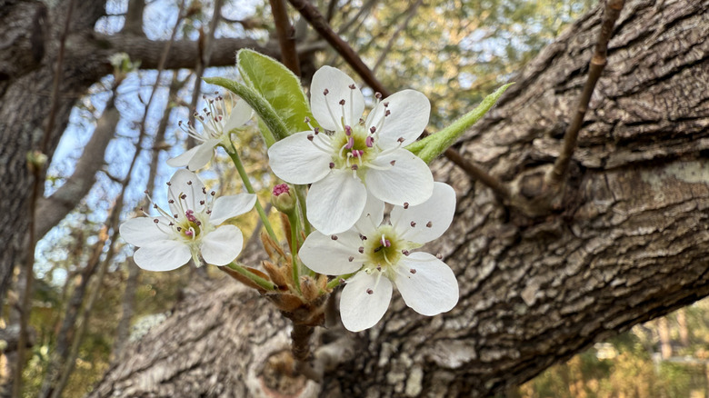 Flowers on a flowering dogwood