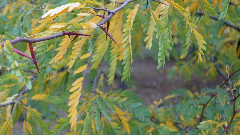 Honey locust tree branch with thorns and leaves