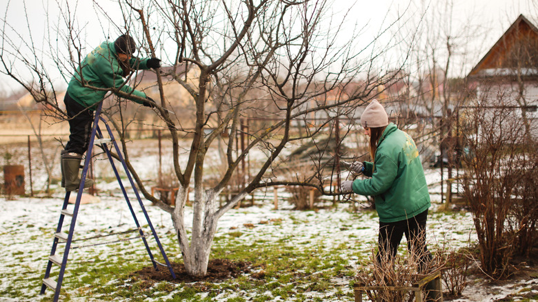 Couple pruning a tree