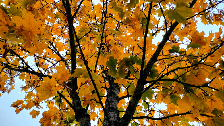 Norway maple in autumn