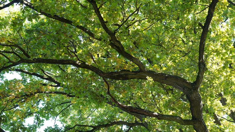 Full grown beautiful oak tree