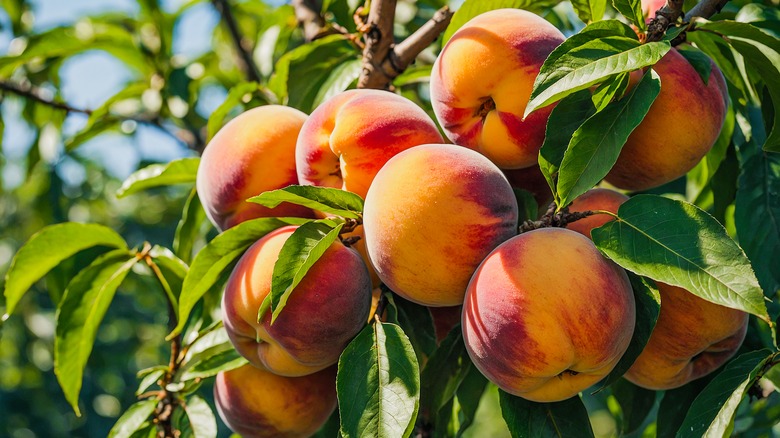 Ripe peaches on a tree