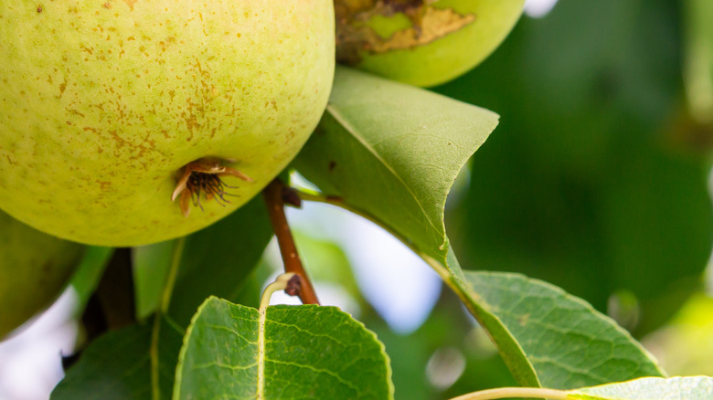 Ripe pears on a tree