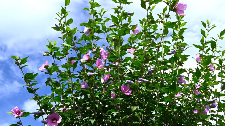 Rose of sharon in bloom