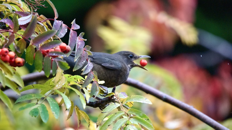 Bird eating rowan berry