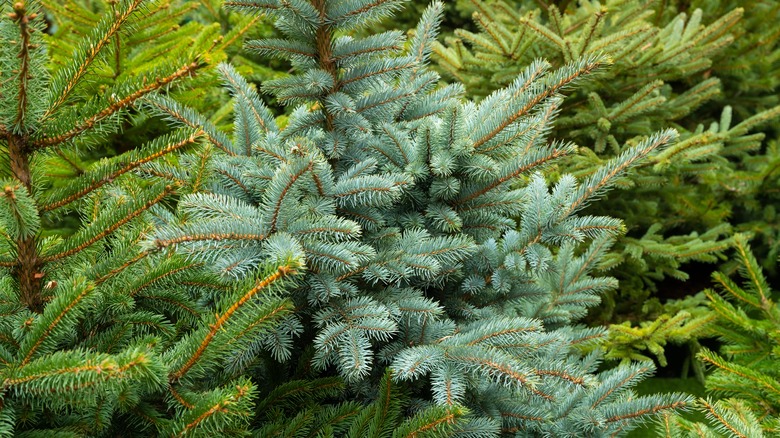 Spruce tree branches