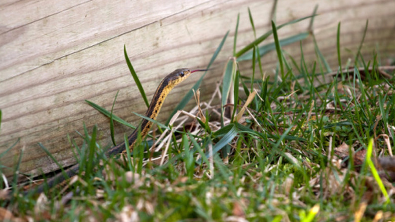 A black and yellow North American Garter snake slithering through the green grass