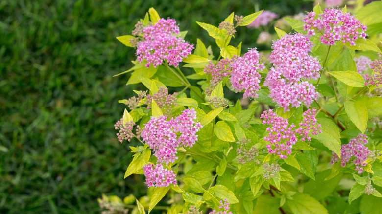 Pink Japanese spiraea flowers growing in a garden