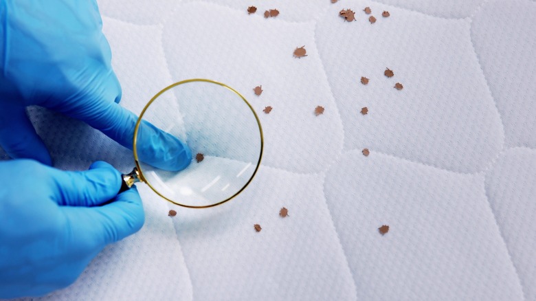 Person with rubber gloves and magnifying glass pointing out bedbug infestation