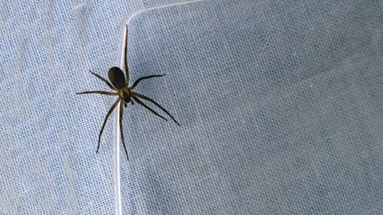 Brown recluse spider crawling on a blue fabric