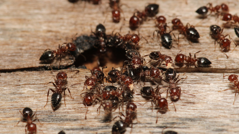 carpenter ants eating through wood