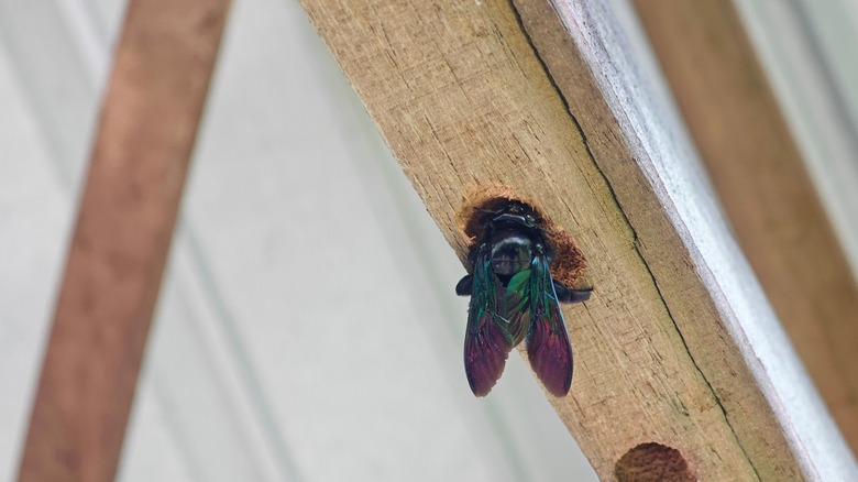 Carpenter bee entering its nest in a wood beam