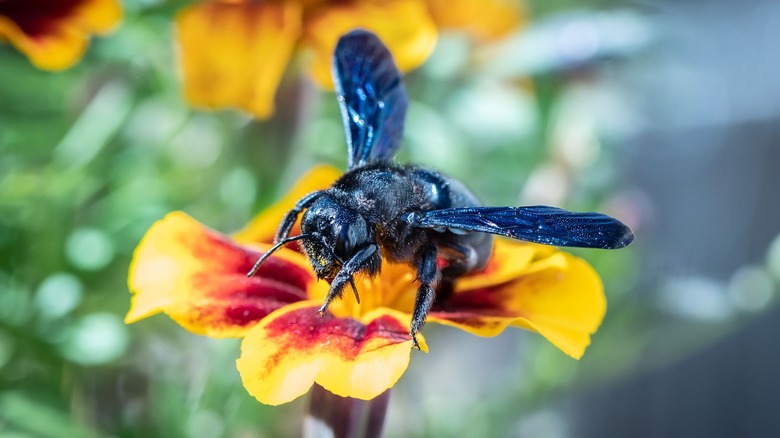 Carpenter bee gathering pollen from  a yellow flower