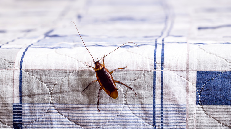 Cockroach climbing on a bed sheet