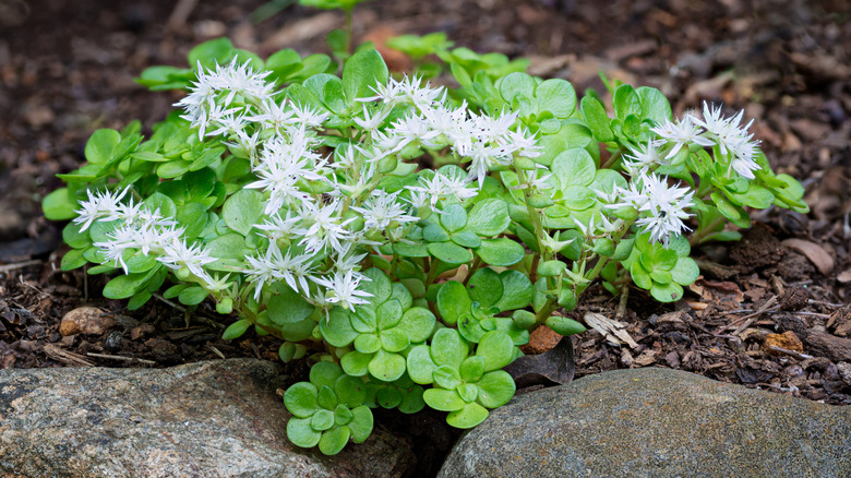 Wild stonecrop plant with white flowers