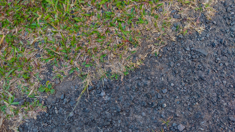 Grass creeping up on gravel driveway
