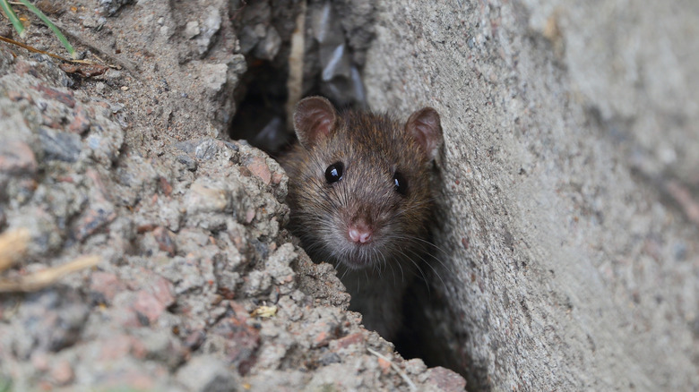 A rat peaks out from a foundation crack
