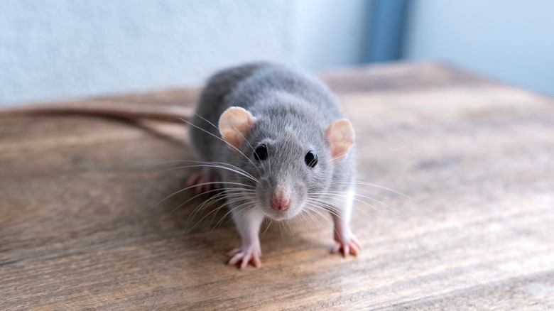 A large rat stands on a wooden table