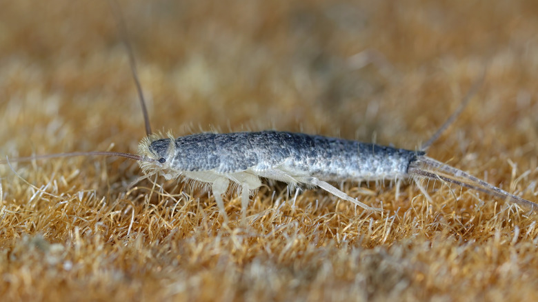 Silverfish on a brown surface